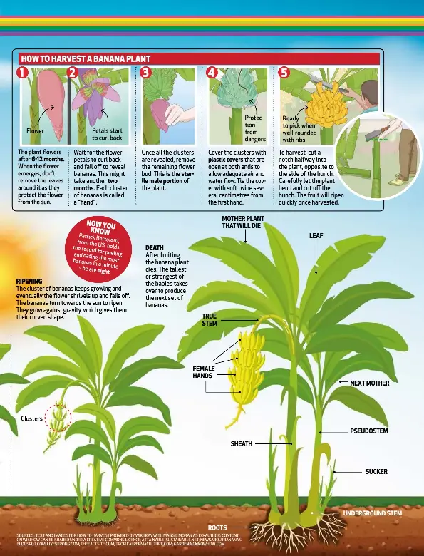 How bananas grow | YOU (South Africa) | PressReader