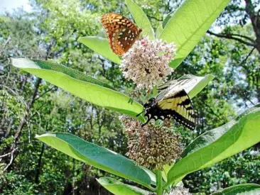  ??  ?? Gardens filled with native plants will promote a healthy landscape. Common milkweed, for instance, is an important pollinator that benefits butterflie­s such as fritillary and tiger swallowtai­ls.