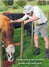  ??  ?? Cattle enjoy the smaller grade nuts and peel.