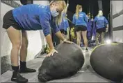  ?? Luis Santana Tampa Bay Times ?? HANNAH WALSH of the ZooTampa rescue team rubs down a manatee recovered in November.