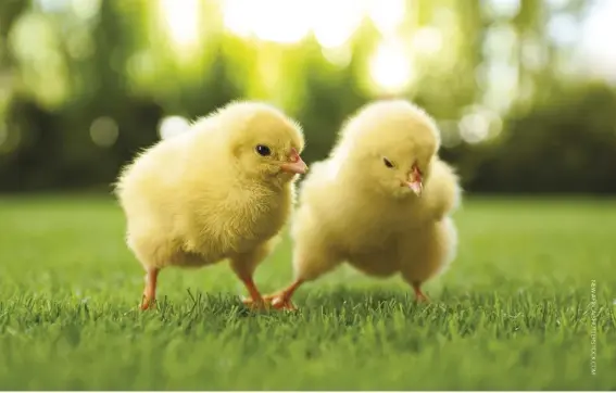  ??  ?? Chicks with minor navel problems may survive, but they may grow slower or have lower weight if bred for slaughter.