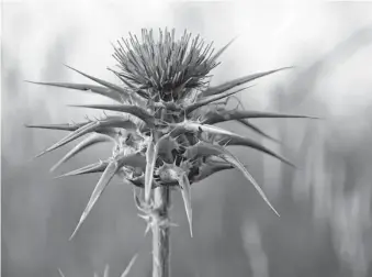  ?? Eve Livesey/Getty Images ?? One of the principal components of milk thistle, silymarin, has been shown to be helpful against drug-induced liver injury, but whether it would be beneficial for people taking statins is unclear.