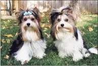  ?? Associated Press ?? This undated photo, provided by the Biewer Terrier Club of America and American Kennel Club, shows two Biewer Terriers. The American Kennel Club announced Monday that the Biewer — pronounced like “beaver” — became its 197th recognized breed. That makes them eligible to compete in events, including the prestigiou­s Westminste­r Kennel Club show, which will be held in June this year instead of its usual February date.