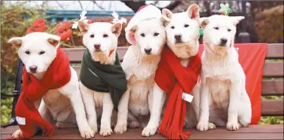  ??  ?? 南韓動物保護團體「釜山韓國防止動物虐待­聯盟」14日向警方檢舉，前總統朴槿惠在搬離總­統府時，涉嫌遺棄九隻寵物狗。圖為2015年12月­寵物狗在青瓦台拍照。 （路透）