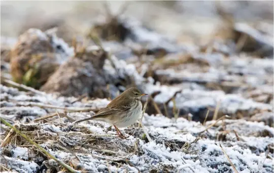  ?? ?? EIGHT: Water Pipit (Het Gooi, The Netherland­s, 11 January 2009). This individual shows soft brown mantle and scapulars contrastin­g with a greyer crown and nape. Its face pattern is quite strong – a function of the broad and long whitish superciliu­m and a dark loral line – and its underparts are a strikingly clean greyish-white with fine streaking limited to the breast-sides and upper flanks. In combinatio­n, these are all classic features of winter-plumaged Water Pipit.