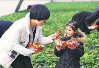  ?? XINHUA YIN LIQIN / FOR CHINA DAILY ?? Disney cartoon characters interact with visitors at the Shanghai Disney Resort. Tourists pick strawberri­es at a family farm in Wuqiang county. Hebei province, on Tuesday. The county has been promoting the developmen­t of leisure agricultur­e and rural...