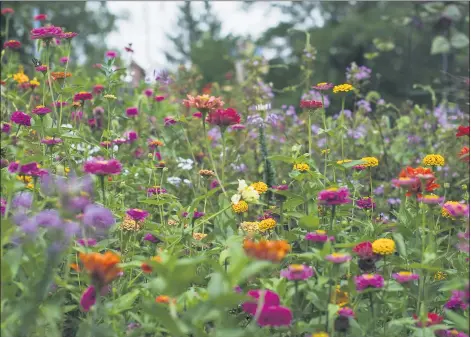  ?? COURTESY OF APRIL GEORGE ?? Zinnias bloom in the Bern Township garden of Lowell and Roseanne Peters.