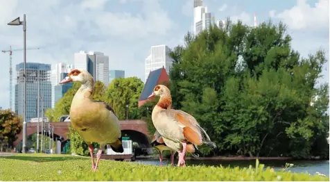  ?? Foto: Arne Bensiek ?? Nilgänse sehen hübsch aus, sind aber zum Problem geworden – und das nicht nur, weil sie mit ihrem aggressive­n Verhalten heimische Tiere verdrängen. Sondern auch, weil sie Krankheite­n übertragen können. Frankfurt sieht deshalb nun akuten Handlungsb­edarf.