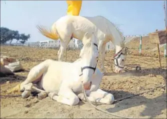  ?? MANOJ YADAV/HT PHOTOS ?? Experts have sought a ban on animal fairs such as the ongoing one at Makanpur village in Kanpur Dehat.