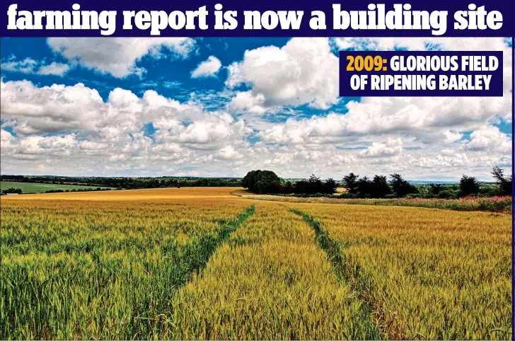  ??  ?? 2009: GLORIOUS FIELD OF RIPENING BARLEY