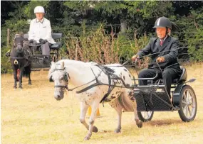  ?? Photo / Peter de Graaf ?? The Kaikohe AP&amp;H Show has the biggest miniature horse and horse-drawn buggy sections of any show north of Auckland.