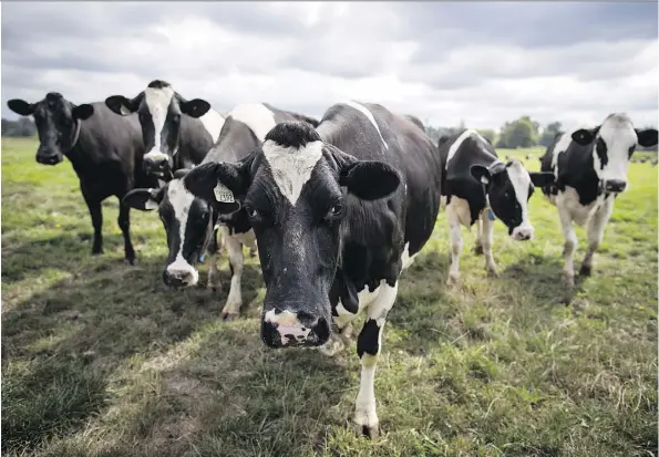  ?? DARRYL DYCK/THE CANADIAN PRESS ?? Analysts caution that Canada’s concession­s on dairy to the U.S. could have serious consequenc­es for the Canadian dairy industry. The new USMCA ends the Class 7 pricing system and places restrictio­ns on Canada’s global exports of certain dairy products.