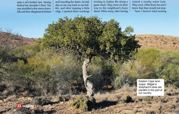  ??  ?? JULIE 2020 Eastern Cape landscape. Witgat or shephard’s trees are plentiful in this part of our country.