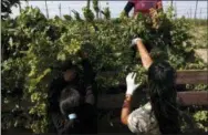  ?? THE ASSOCIATED PRESS ?? Workers harvest hops at a hopfield near the village of Rocov, Czech Republic.