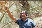  ?? MOHAMMED ALI / AFP ?? Farmer Raed al-Jubayli checks dates at his palm tree nursery in Haidar