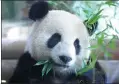  ?? AXEL SCHMIDT / REUTERS ?? One of the pandas munches bamboo in the new enclosure.