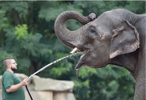  ?? COOLING OFF: — AFP ?? Asian elephant Kewa enjoys getting a shower by animal keeper Robert at the Tierpark zoo in Berlin on Thursday.