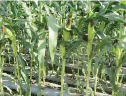  ??  ?? QUANTITY CONTROL – One technique of sweet corn growers is to limit their production to what the market can absorb. That’s one way of avoiding losses. Instead of plant one hectare, for instance, it is more prudent to plant just 1,000 square meters at...