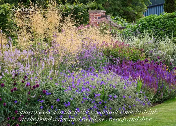  ??  ?? ABOVE Stipa gigantea rises behind swathes of veronicast­rum, Verbena bonariensi­s, Geranium ‘Rozanne’ and Salvia ‘Caradonna’ OPPOSITE, TOP LEFT Echinacea purpurea ‘Happy Star’ TOP RIGHT A wooden platform affords easy access into the swimming pond BELOW A rustic bridge adds romance elsewhere in the garden