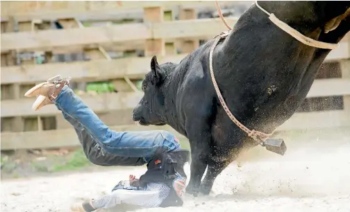  ?? PHOTO: TOM LEE/STUFF ?? Bull rider Darryl McPherson takes a spill at the Omahu Valley Bull Ride event on Saturday.