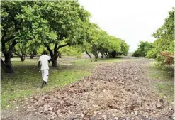  ?? Mr Lyabenga ?? FILE PHOTO : ‘‘ Many people in the district should engage in cashew nut growing in order to avoid stealing from those who started cashew production three years ago.’’