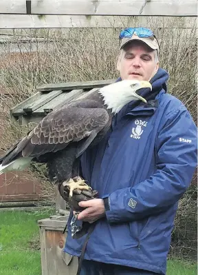  ?? LARRY PYNN ?? “We have a lead-testing machine and the readings are very high. Some have X-rays of the pellets inside of them,” says Rob Hope, the OWL rehab centre’s raptor care manager, referring to four bald eagles brought to the centre that have died recently....