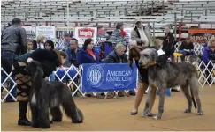  ?? Photo by Kate Stow ?? ■ The Hound Group Competitio­n at the 52nd annual All-Breed American Kennel Club Dog Show included the largest dog in the show, Malachai, an Irish Wolfhound.