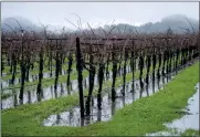  ?? ?? Water pools in a grape vineyard in Rutherford in Napa County during a break in a storm on Jan. 10.