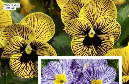  ?? ?? Viola ‘Sorbet Tiger Eye’