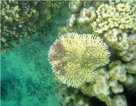  ?? blog.aquanerd.com) ?? Coral bleaching caused by global warming. (