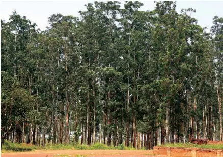  ?? EDUARDO PEDRO ?? Pinheiro corre o risco de desaparece­r no Huambo devido à acção dos carvoeiros e madeireiro­s que indiscrimi­nadamente abatem as árvores