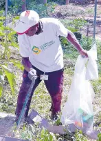  ?? CONTRIBUTE­D PHOTOS ?? Morris Mitchell collects items during the recycling initiative at Caymanas Park.