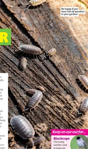  ?? ?? Be happy if you have lots of woodlice in your garden!