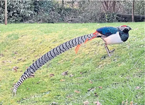  ??  ?? EXOTIC: The rare Lady Amherst’s Pheasant pictured wandering around a garden in St Andrews last Friday.