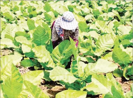  ??  ?? Cambodia exported 4,282 tonnes of tobacco in the first seven months of this year.