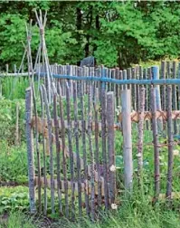  ??  ?? Dacă aveți crengi tăiate în grădină puteți construi un gard simplu. Lăstarii de alun nu sunt foarte durabili, dar se prelucreaz­ă ușor