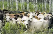  ?? CORTESíA ?? La ganadería es la actividad de más presencia a nivel rural por la producción de leche y carne.