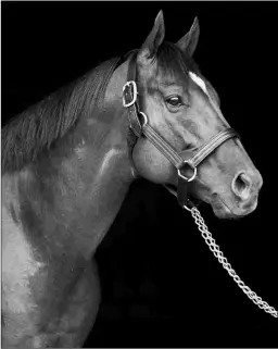  ?? BARBARA D. LIVINGSTON ?? Distorted Humor (above) is the broodmare sire of Constituti­on, who is the sire of Belmont Stakes winner Tiz the Law.