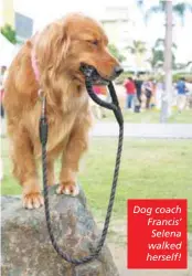  ??  ?? Dog coach Francis’ Selena walked herself!