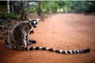  ?? Alkis Konstantin­idis/Reuters ?? A ring-tailed lemur at a reserve in Toliara province, Madagascar. Photograph: