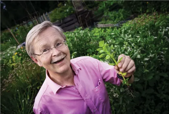  ?? FOTO: CATA PORTIN ?? ■ Kaj Rönnberg har odlat portlak i 30 år. Han köpte frön bara en enda gång och har haft egna frön sedan dess. Rönnberg använder växten som sallad.