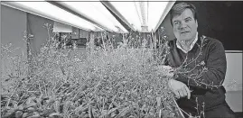 ?? [TOM DODGE/DISPATCH] ?? Ohio Wesleyan professor Chris Wolverton will launch seedlings of Arabidopsi­s thaliana — a plant in the mustard family — into space for experiment­s aboard the Internatio­nal Space Station. Wolverton is researchin­g how the pull of gravity affects plants.