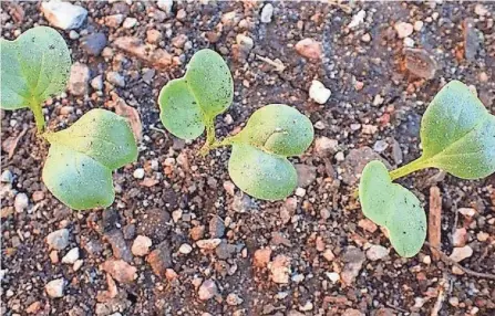  ?? OSU EXTENSION ?? Many vegetables can be started from seeds indoors and transplant­ed after the danger of frost has passed.