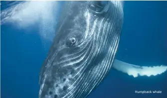  ??  ?? Humpback whale
