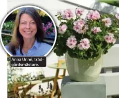  ?? FOTO: PRESSBILD ?? Anna Unné, trädgårdsm­ästare. ROSA. Estelles blommor har ljuvt rosa kronblad och ett mörkare öga.