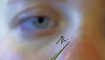  ?? Rick Bowmer/Associated Press ?? Nadja Reisen, Salt Lake City Mosquito Abatement District biologist, examines a mosquito on Aug. 26, 2019.