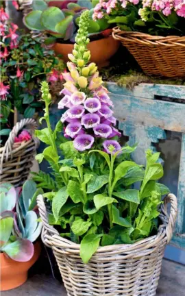  ??  ?? Due to their fibrous root systems, foxgloves are also suitable for growing in containers.