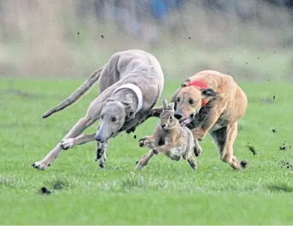  ?? Picture: PA. ?? The actions of harecourse­rs have been condemned by the Scottish SPCA.