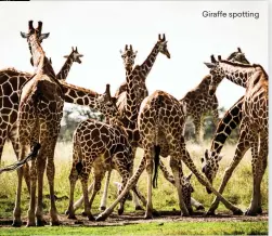  ??  ?? Giraffe spotting