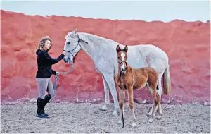  ??  ?? The mane event: Lusitano horses at La Donaira in Spain